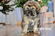 Tibetan Mastiff Puppies for sale - Tibetan Mastiff (230)