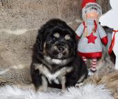 Tibetan Mastiff Puppies for sale - Tibetan Mastiff (230)