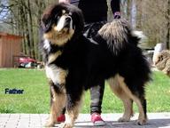 Tibetan Mastiff Puppies for sale - Tibetan Mastiff (230)