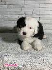 Bobtail puppies for sale from Nis city in Serbia - Bobtail - Old English Sheepdog (016)