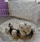 Bobtail puppies for sale from Nis city in Serbia - Bobtail - Old English Sheepdog (016)
