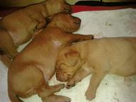 hungarian vizsla - Hungarian Short-Haired Pointing Dog (057)