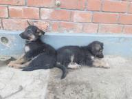 German shepherd for sale - German Shepherd Dog (166)