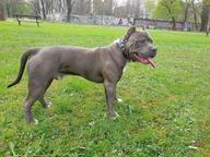AMERICAN BULLY-PUPPIES - American Pit Bull Terrier