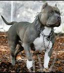 AMERICAN BULLY-PUPPIES - American Pit Bull Terrier