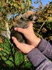 Sloughi puppies for sale - Sloughi (188)