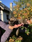 Sloughi puppies for sale - Sloughi (188)
