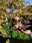 Sloughi puppies for sale - Sloughi (188)