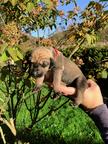 Sloughi puppies for sale - Sloughi (188)