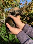 Sloughi puppies for sale - Sloughi (188)