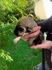 Sloughi puppies for sale - Sloughi (188)