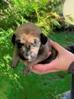 Sloughi puppies for sale - Sloughi (188)