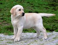 Labrador Retriever puppies - Labrador Retriever (122)