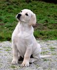 Labrador Retriever puppies - Labrador Retriever (122)