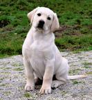Labrador Retriever puppies - Labrador Retriever (122)