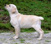 Labrador Retriever puppies - Labrador Retriever (122)