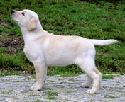 Labrador Retriever puppies - Labrador Retriever (122)