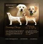 Labrador Retriever puppies - Labrador Retriever (122)