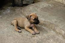 Boerboel  - Boerboel