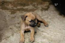 Boerboel  - Boerboel