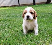 Brittany Spaniel - Brittany Spaniel (095)