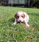 Brittany Spaniel - Brittany Spaniel (095)