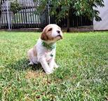 Brittany Spaniel - Brittany Spaniel (095)