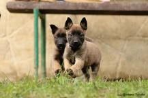 Belgian Shepherd Malinois  - Belgian Shepherd Dog (015)