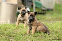 Belgian Shepherd Malinois  - Belgian Shepherd Dog (015)