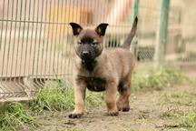 Belgian Shepherd Malinois  - Belgian Shepherd Dog (015)