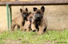 Belgian Shepherd Malinois  - Belgian Shepherd Dog (015)