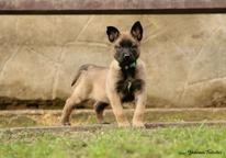 Belgian Shepherd Malinois  - Belgian Shepherd Dog (015)