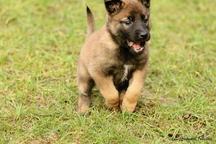 Belgian Shepherd Malinois  - Belgian Shepherd Dog (015)