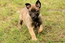 Belgian Shepherd Malinois  - Belgian Shepherd Dog (015)