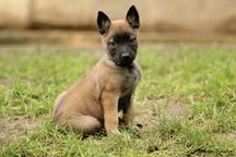 Belgian Shepherd Malinois  - Belgian Shepherd Dog (015)