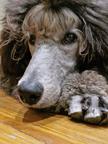 Standard silver poodle - Poodle (172)