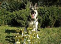 Puppies *Infinity Kingdom* - East-European Shepherd Puppies *Infinity Kingdom* - East-European Shepherd