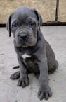 Cane Corso - Italian Corso Dog (343)