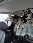Puppies *Infinity Kingdom* - East-European Shepherd Puppies *Infinity Kingdom* - East-European Shepherd