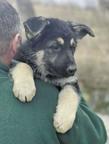 Puppies *Infinity Kingdom* - East-European Shepherd Puppies *Infinity Kingdom* - East-European Shepherd