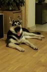 Puppies *Infinity Kingdom* - East-European Shepherd Puppies *Infinity Kingdom* - East-European Shepherd