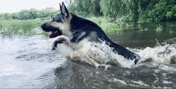 Puppies *Infinity Kingdom* - East-European Shepherd Puppies *Infinity Kingdom* - East-European Shepherd