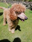 Standard poodle puppies - Poodle (172)