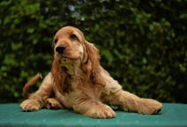 English cocker spaniel - English Cocker Spaniel (005)