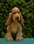English cocker spaniel - English Cocker Spaniel (005) English cocker spaniel - English Cocker Spaniel (005)