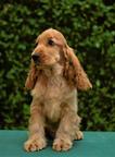 English cocker spaniel - English Cocker Spaniel (005) English cocker spaniel - English Cocker Spaniel (005)