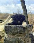 Puppies *Infinity Kingdom* - East-European Shepherd Puppies *Infinity Kingdom* - East-European Shepherd