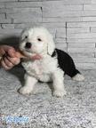 Bobtail puppies for sale from Nis city in Serbia - Bobtail - Old English Sheepdog (016)