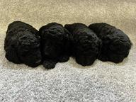 Standard poodle puppies - Poodle (172)