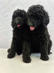 Standard poodle puppies - Poodle (172)